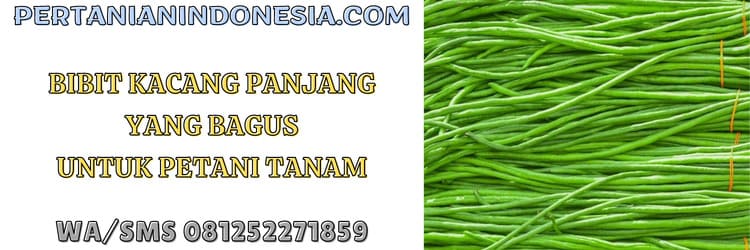 bibit,bibit kacang panjang,tanaman,petani,tanaman kacang panjang